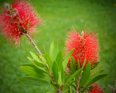 callistemon 花与绿草在背景上, 在意大利