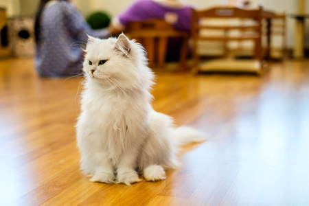 坐在木地板上的白猫