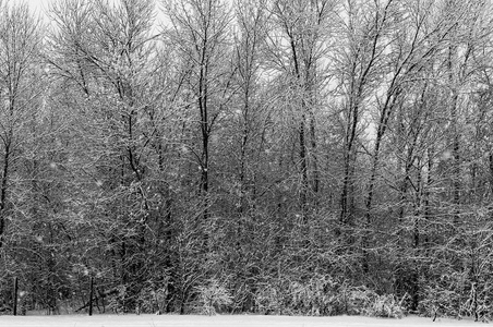 冬天的树在雪在寒冷的早晨公园