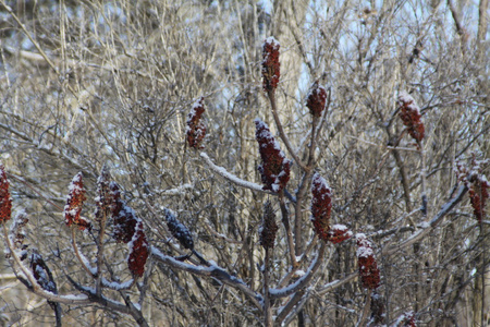 sumac, staghorn rhus 斑疹伤寒  sumac bob 的与 snow