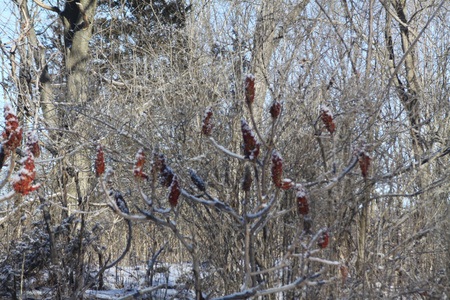 sumac, staghorn rhus 斑疹伤寒  sumac bob 的与 snow