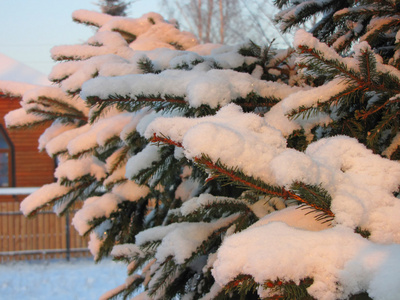 毛茸茸的云杉树枝在雪地里