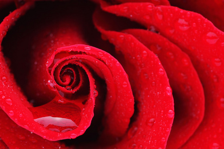 宏拍摄的一朵红玫瑰