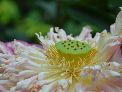 花园里的粉红色莲花