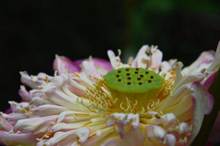 花园里的粉红色莲花