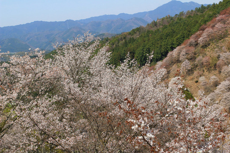 吉野樱花盛开