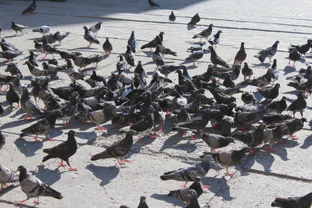 许多鸽子喂食的道路上
