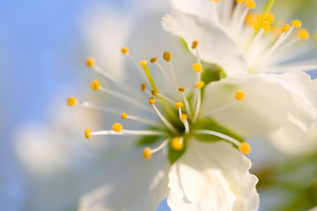 白樱桃花