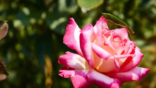 螽斯斯精子超微结构国际艺术节上一朵粉红色的玫瑰