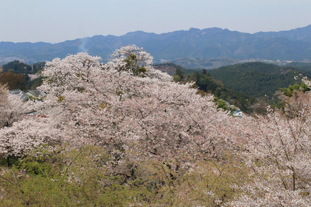 吉野樱花盛开