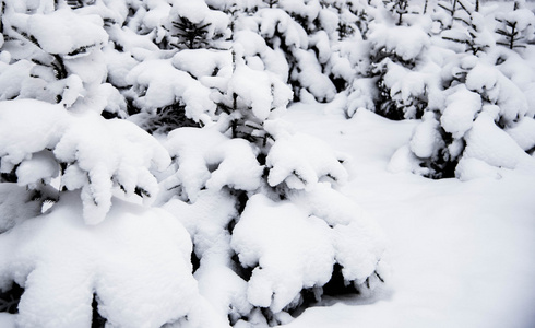 第一场雪落在树枝上吃