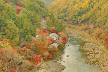 秋天的树叶岚山