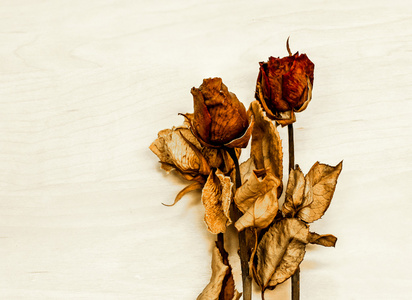干燥的玫瑰在木头背景与拷贝空间