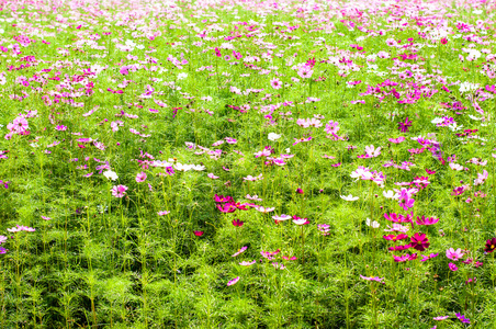 花花领域