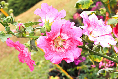 粉红，蜀葵 蜀葵花 樱花