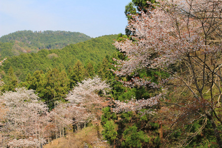 吉野樱花盛开