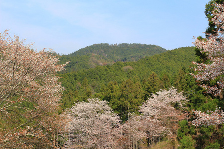 吉野樱花盛开