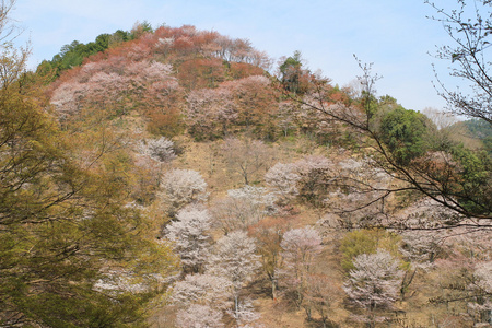 吉野樱花盛开