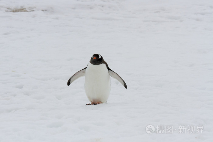 巴布亚企鹅在雪地上行走