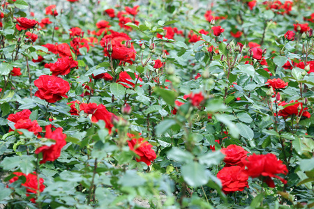 红玫瑰花园自然