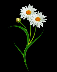 孤立在黑色背景上的雏菊花照片