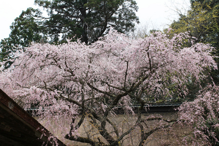 春天盛开的樱花的枝条