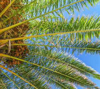 密切的棕榈树在蓝蓝的天空