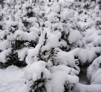 第一场雪落在树枝上吃