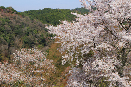 吉野樱花盛开