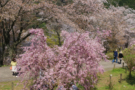 吉野樱花盛开