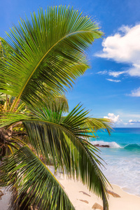 美丽的沙滩，棕榈树在塞舌尔