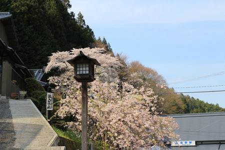 吉野樱花盛开