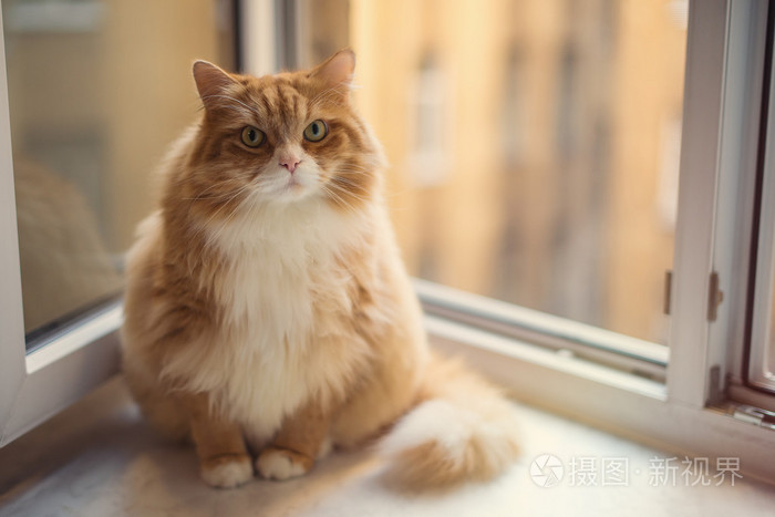 胖姜猫, 谁患有肥胖