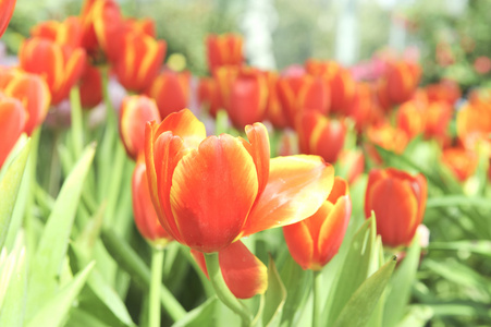 橙色郁金香花