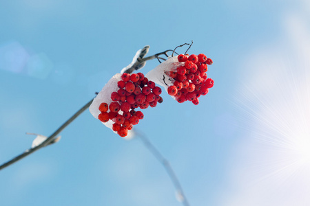 冻结的雪下的 rowanberry