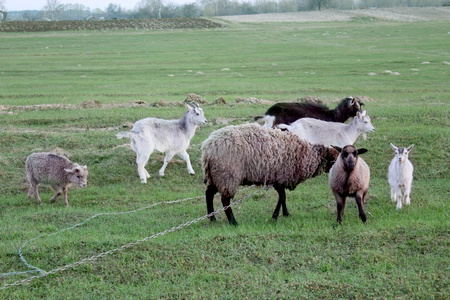 绵羊和山羊放牧的草地上