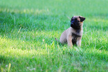 年轻的小狗，在草丛中