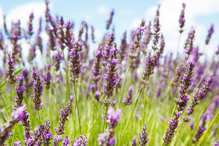 在普罗旺斯，法国的 valensole 附近的薰衣草田