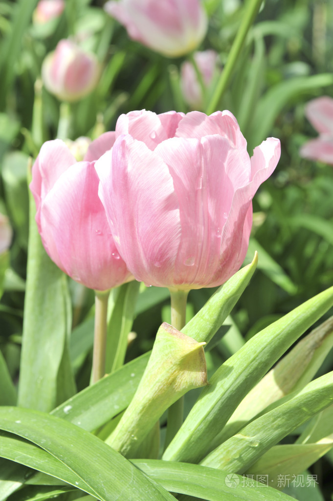 粉色郁金香花