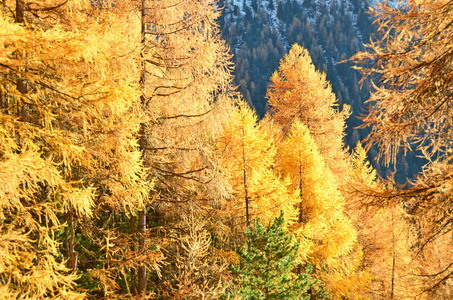 秋天的山落叶松树图片