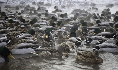 冬天池塘里的许多鸭子