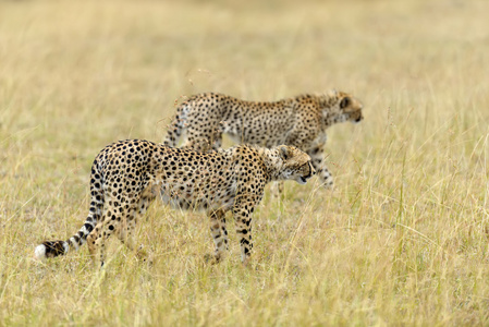 野生非洲猎豹图片