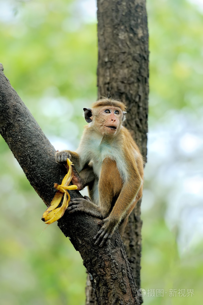 猴子的生活性质