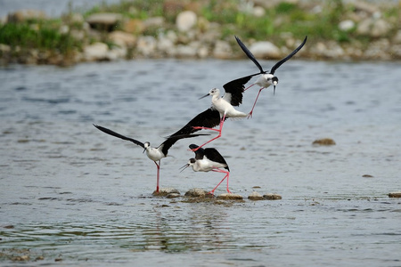 意大利骑士Himantopus Himantopus