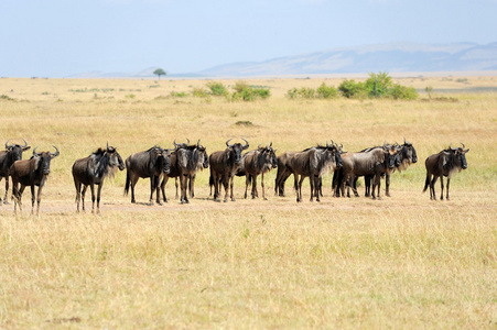 牛羚在肯尼亚国家公园