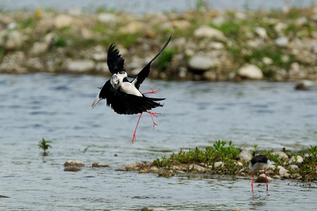 意大利骑士Himantopus Himantopus