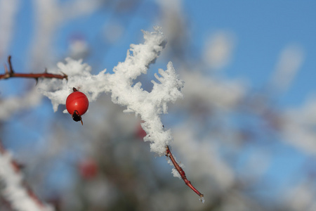 冰冻的玫瑰臀部覆盖着雪和蓝色的冬日天空