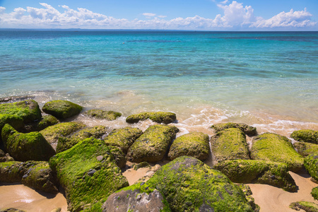 海藻覆盖在多米尼加共和国的大西洋海岸的岩石