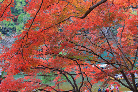 秋天的树叶岚山