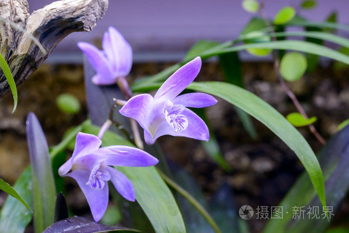 紫色漂亮的兰花